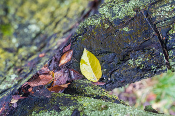 Green petals close-up in nature. The onset of summer in nature. close up of the green flower in early spring