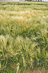 Arizona wheat maturing for harvest