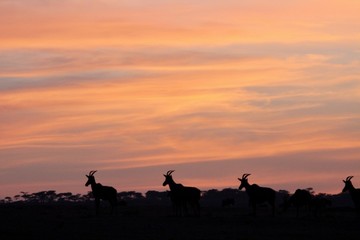 Fototapeta na wymiar Safari sunrise