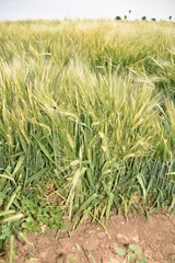 Arizona wheat maturing for harvest
