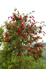 Callistemon auf kreta, cournas see