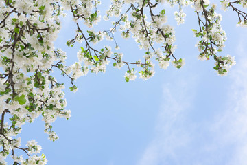 Photo of a blossoming apple tree against the blue sky. Spring White Flowers of Apple