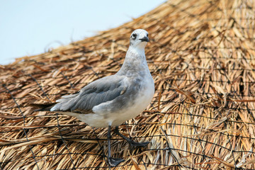 A seagull on herbs that are wrapped together.