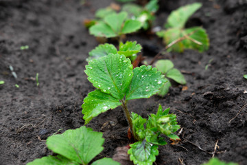 Bushes of strawberry sprouts growing in the ground. Spring sprouts of strawberry bushes in the garden. Farm planting in the garden in the spring and the first harvest