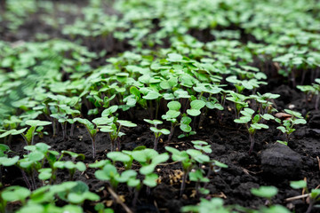 Photo of young sprouts of radish in the garden in the ground. Farm planting radish at the farmer's site. Planting vegetables in spring