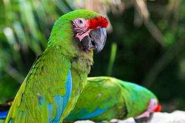 Red green parrot in mexican