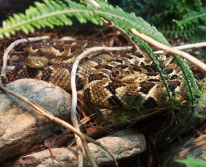 Diamondback rattlesnakes coiled and ready to strike.