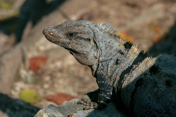 An iguana on the rocks between leaves