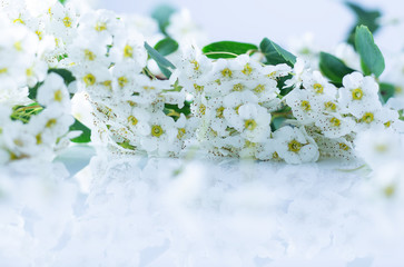 white flowers on a white table