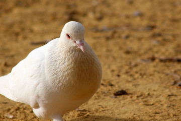 dove in sand ground