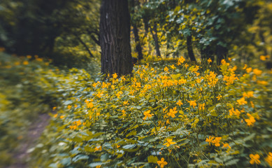 Obraz premium Blooming sunny spring forest in New England