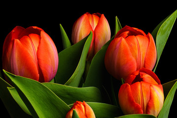 Bunch of Red Tulip Flowers on Black Background