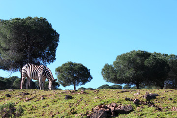 Zebra in field