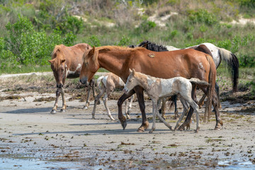 Wild horses and ponies walking and running on beach at Assateague Island during summer