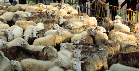 tiermarkt in mallorca