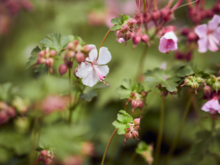 pink flowers in garden
