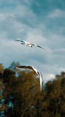 Gulls from behind flying together in a calm environment