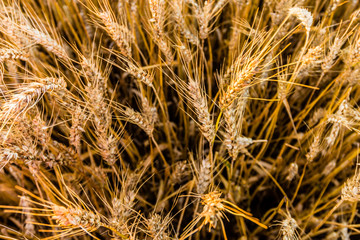 Ripe wheat closeup (golden morning light)