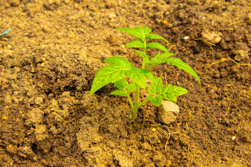 young plant growing in soil