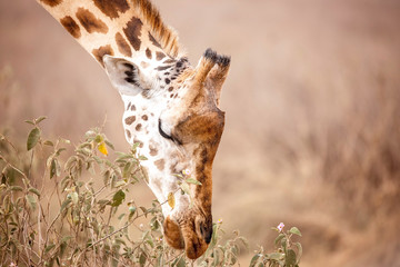 A Rothschild's giraffe leaning down to eat in Lake Nakuru, Kenya Africa,Giraffa camelopardalis rothschildi