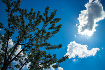 Obraz premium tree and blue sky