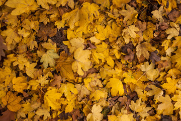 Yellow Leaves On The Floor