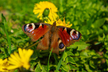 butterfly on flower spring closeup