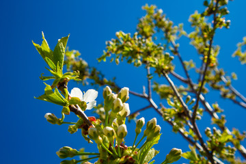 white flowers of cherry tree in spring