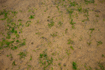 green weed on sand texture