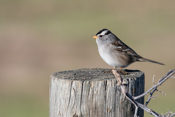 White-Crowned Sparrow Perched on a Wooden Post