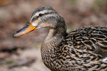 Close Look at the Profile of a Mallard Duck