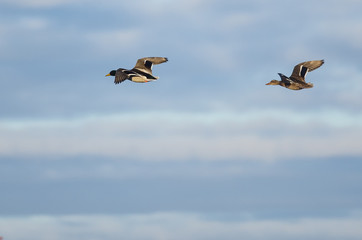 Pair of Mallard Ducks Flying in a Blue Sky