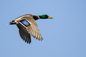 Obraz premium Mallard Duck Flying in a Blue Sky