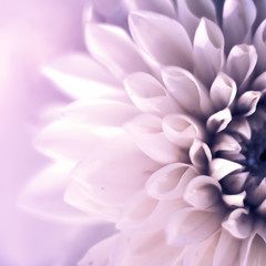 Obraz na płótnie Canvas Closeup top view square of beautiful violet dahlia flower with soft focus. Greeting card concept