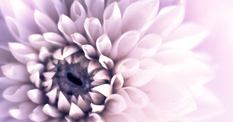 Closeup top view banner of beautiful violet dahlia flower with soft focus. Greeting card concept