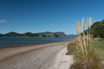 A beach on Manganese Point, Whangarei, Northland, New Zealand. Seed head plumes of toetoe, or tussock grass, in the foreground and Motukiore Island in the background.
