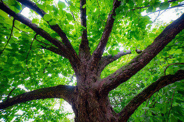 Fototapeta premium tree in the forest, early spring, morning