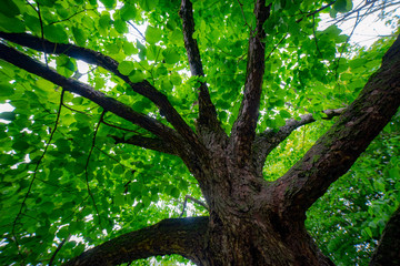 tree in the forest, early spring, morning
