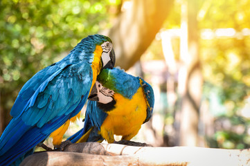 Couple birds on branch tree in the nature / yellow and blue wing macaw birds parrot ara ararauna