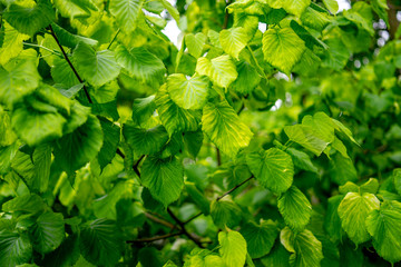Fototapeta na wymiar green leaves of tree, spring, morning