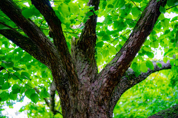 tree in the forest, early spring, morning