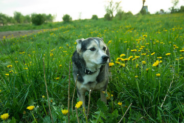 Beautiful black dog on a meadow in yellow dandelions in summer.
