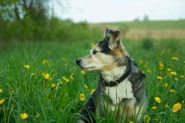 cute dog in the flowered summer field walks