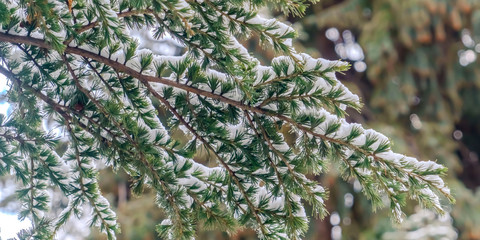 Panorama Close up of a tree with lush green leaves dusted with powdery snow in winter
