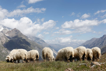 Swiss woolly sheep grazing on top of the cliffs of alpine mountains before being sheared.