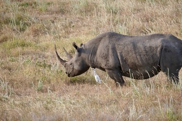 Obraz premium AFRICA