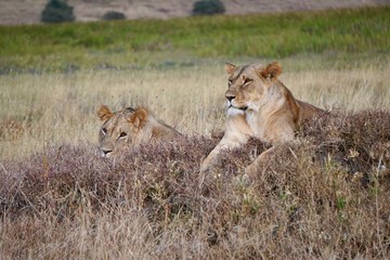 AFRICA
