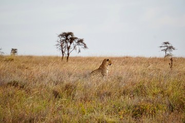 AFRICA