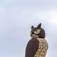 Square Close up of an owl sculpture on top of a roof against cloudy sky in winter