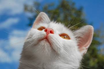 Macro face of young beautiful domestic white kitten with yellow eyes. Cat with her head up at blue sky background at summer.